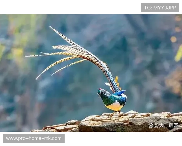 浙江队外线起速极具观赏性